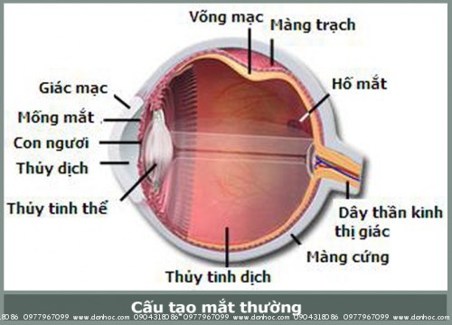 câu tạo mắt